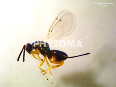 Torymus flavipes 